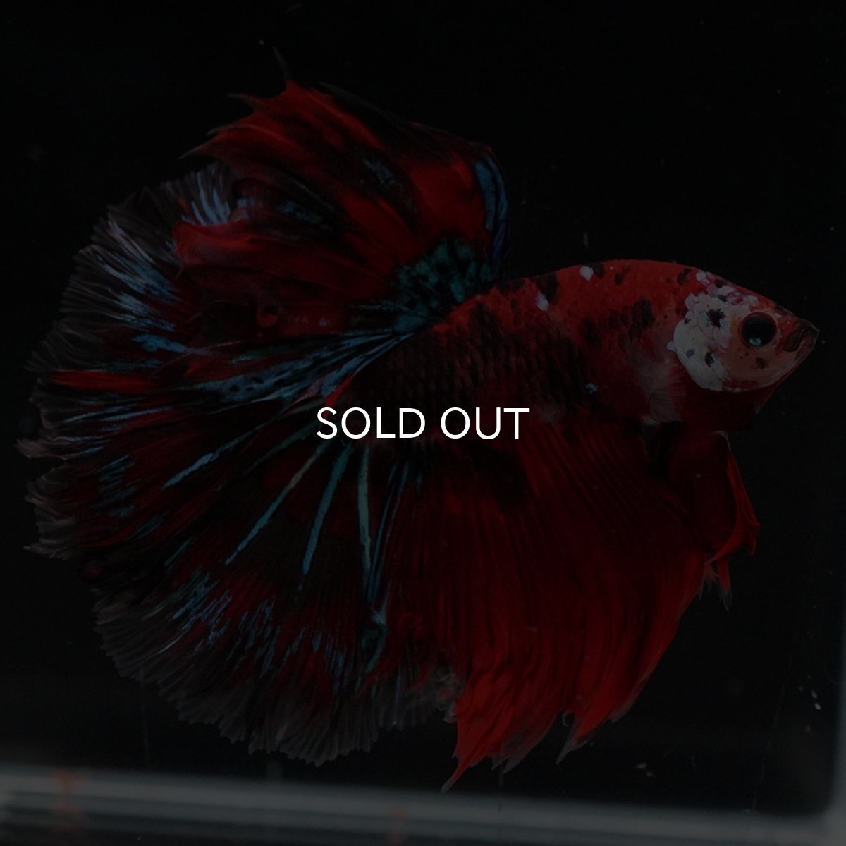 画像1: HM　鯉 (1)