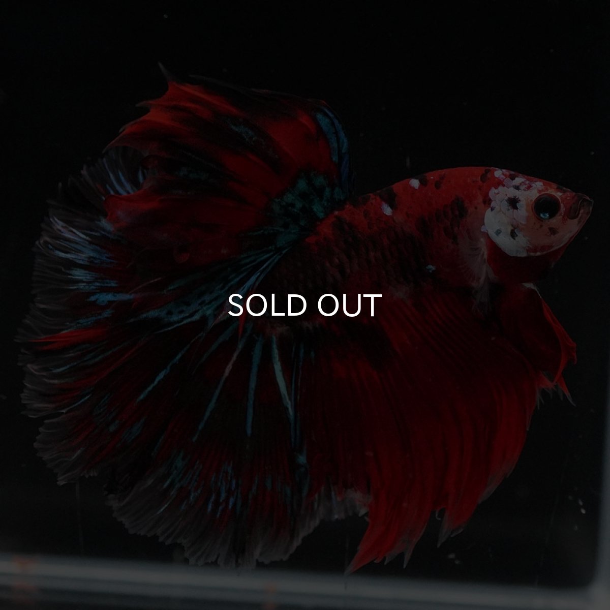 画像3: HM　鯉 (3)