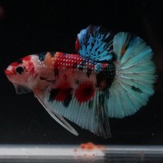 画像7: HMPK　キャンディギャラクシー (7)