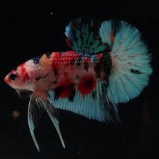 画像8: HMPK　キャンディギャラクシー (8)