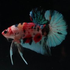 画像6: HMPK　キャンディギャラクシー (6)