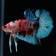 画像1: HMPK　キャンディギャラクシー (1)