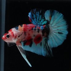 画像4: HMPK　キャンディギャラクシー (4)