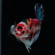 画像3: HMPK　キャンディギャラクシー (3)