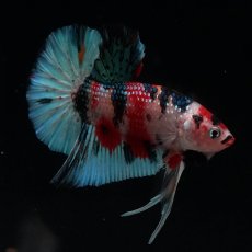 画像2: HMPK　キャンディギャラクシー (2)