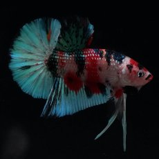 画像5: HMPK　キャンディギャラクシー (5)