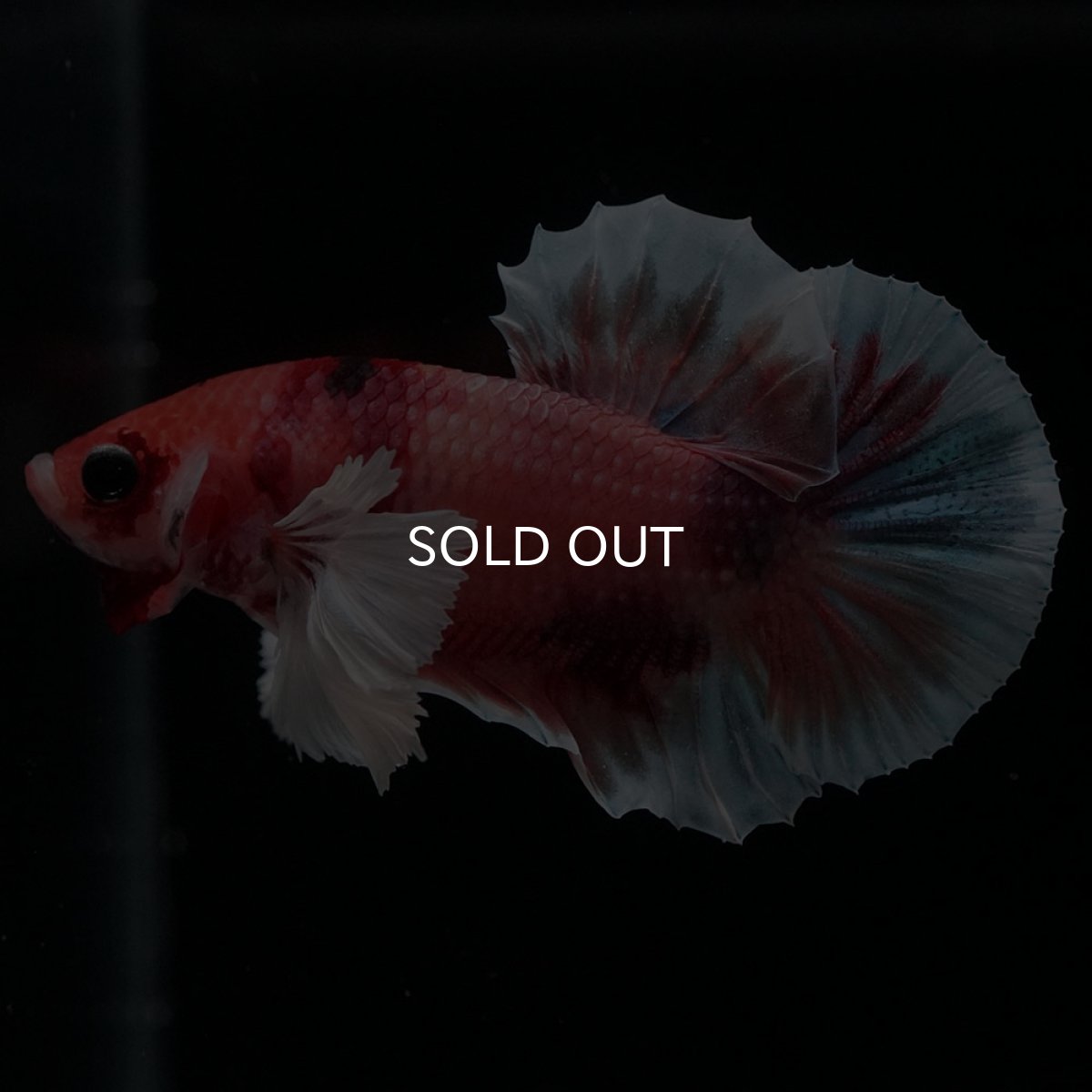 画像1: HMPKダンボ　キャンディ (1)