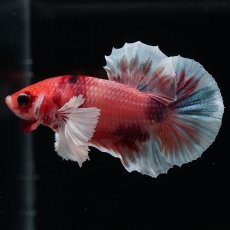 画像1: HMPKダンボ　キャンディ (1)