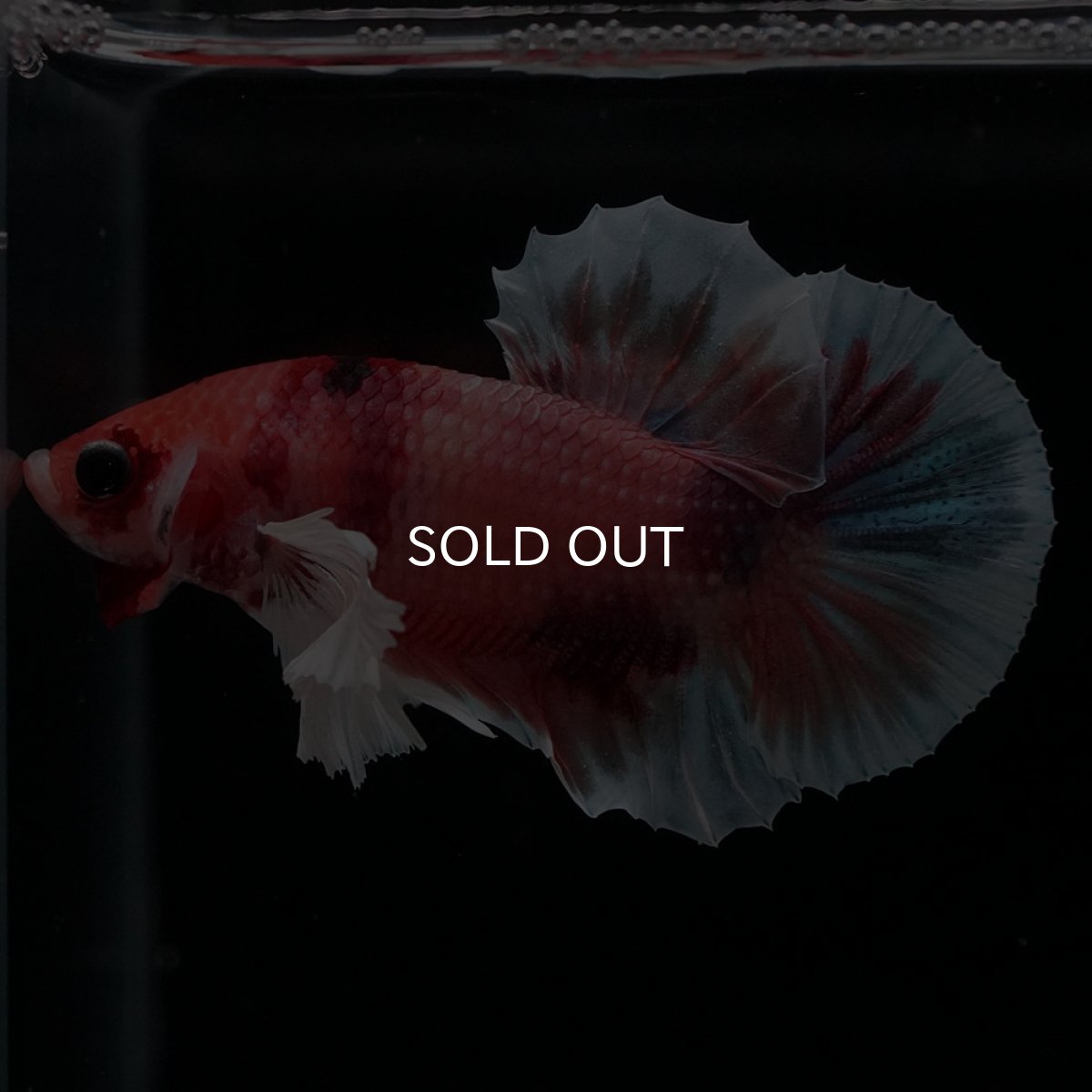 画像4: HMPKダンボ　キャンディ (4)