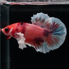 画像4: HMPKダンボ　キャンディ (4)