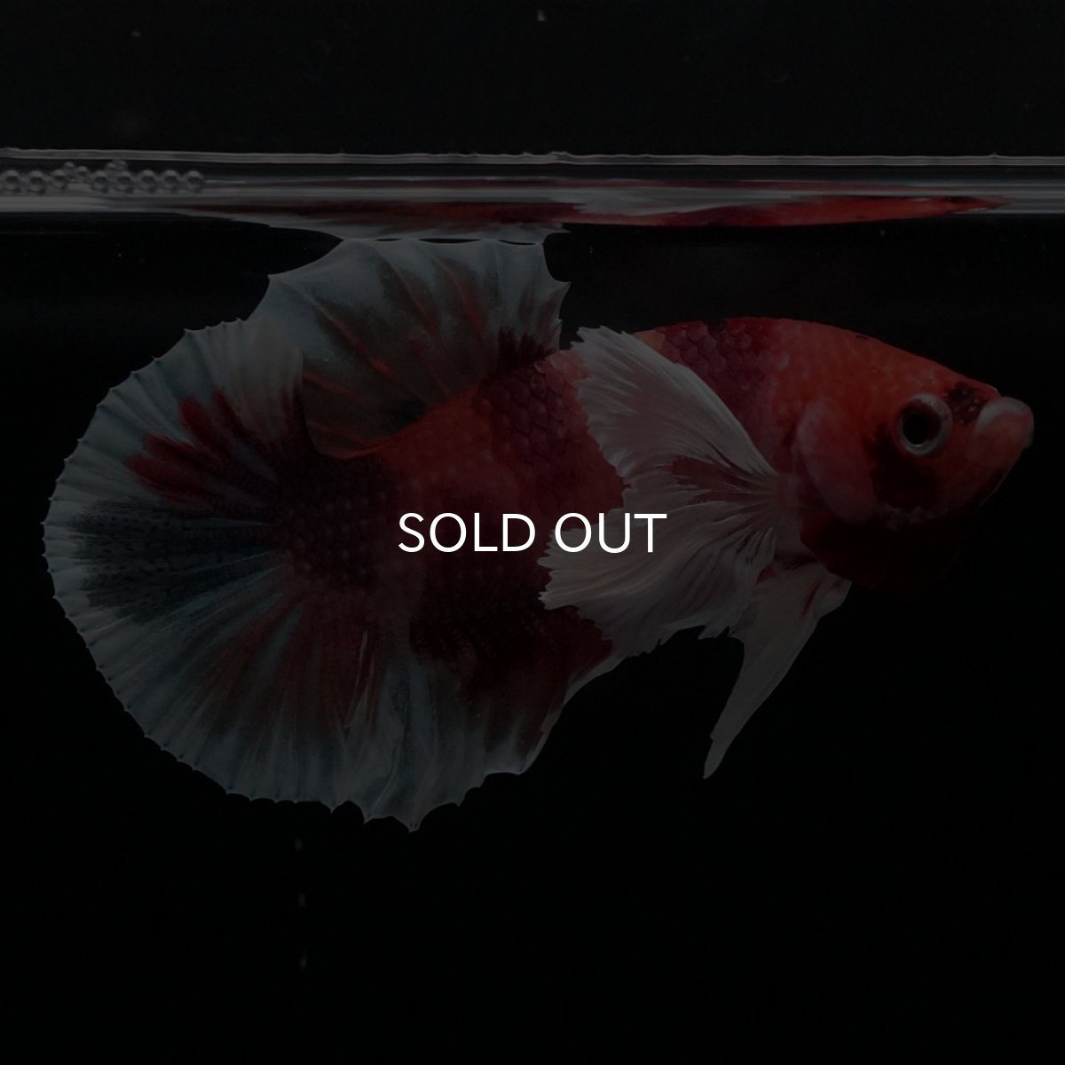 画像3: HMPKダンボ　キャンディ (3)