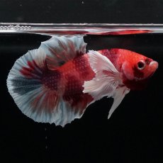 画像3: HMPKダンボ　キャンディ (3)