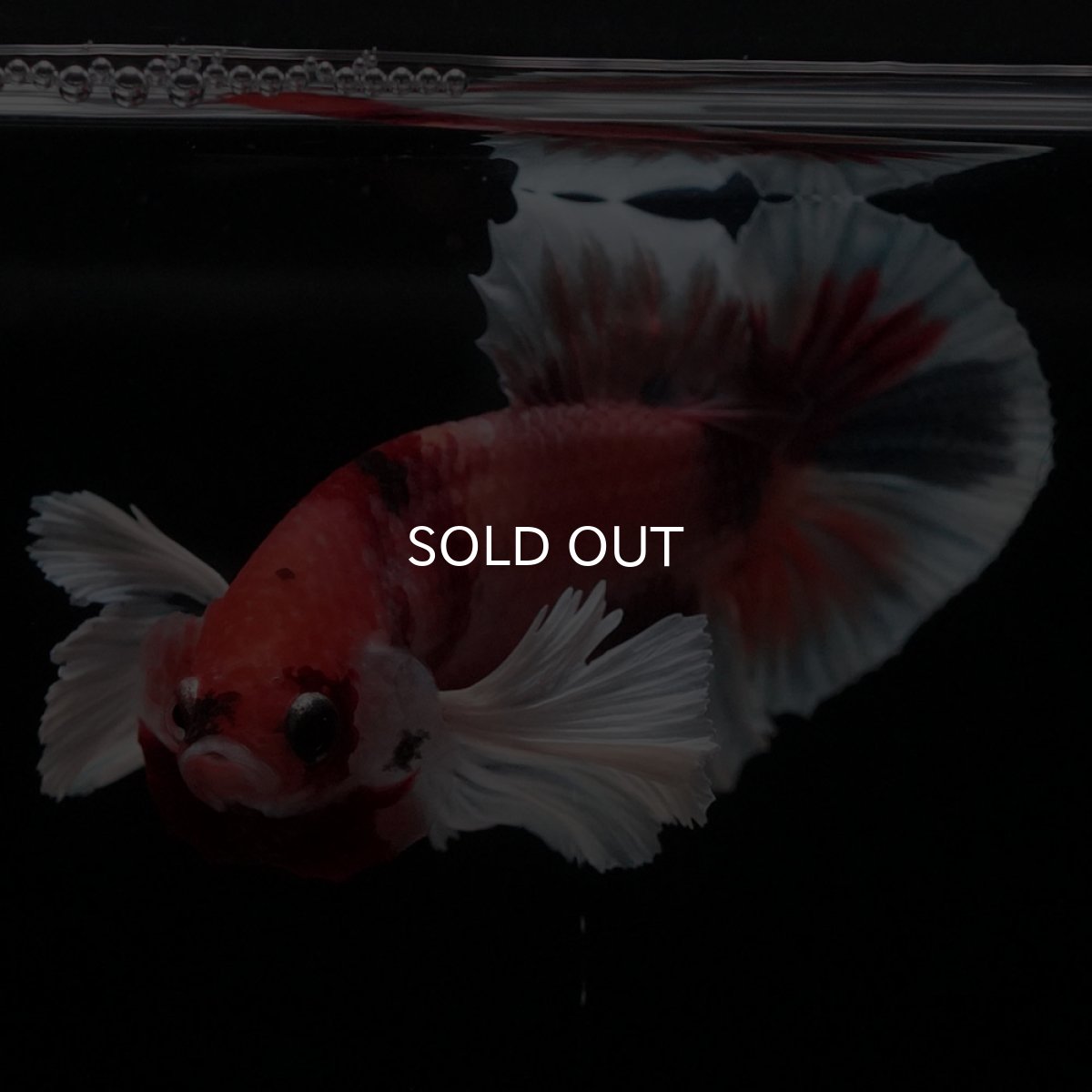 画像2: HMPKダンボ　キャンディ (2)