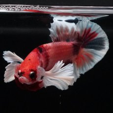 画像2: HMPKダンボ　キャンディ (2)