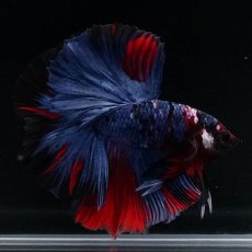 画像5: HM　レッドギャラクシー (5)