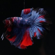 画像2: HM　レッドギャラクシー (2)