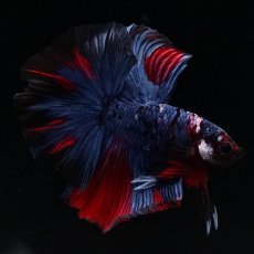 画像7: HM　レッドギャラクシー (7)