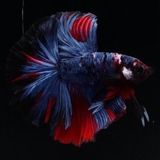 画像1: HM　レッドギャラクシー (1)