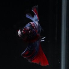 画像3: HM　レッドギャラクシー (3)