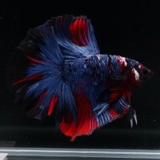 画像6: HM　レッドギャラクシー (6)