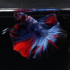 画像4: HM　レッドギャラクシー (4)