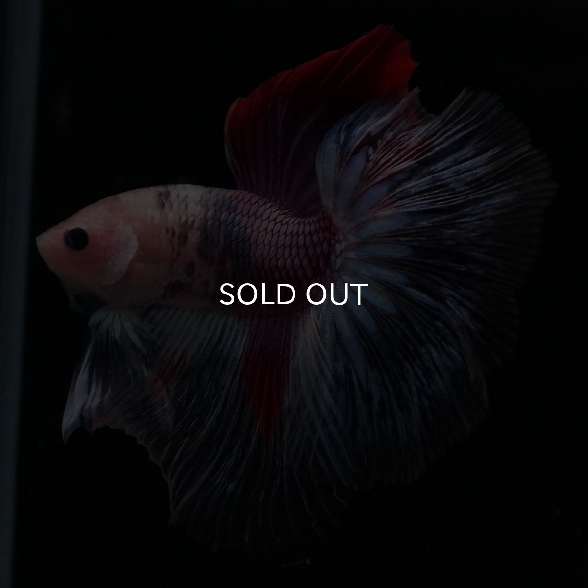 画像1: HM　紅白　変わり柄 (1)