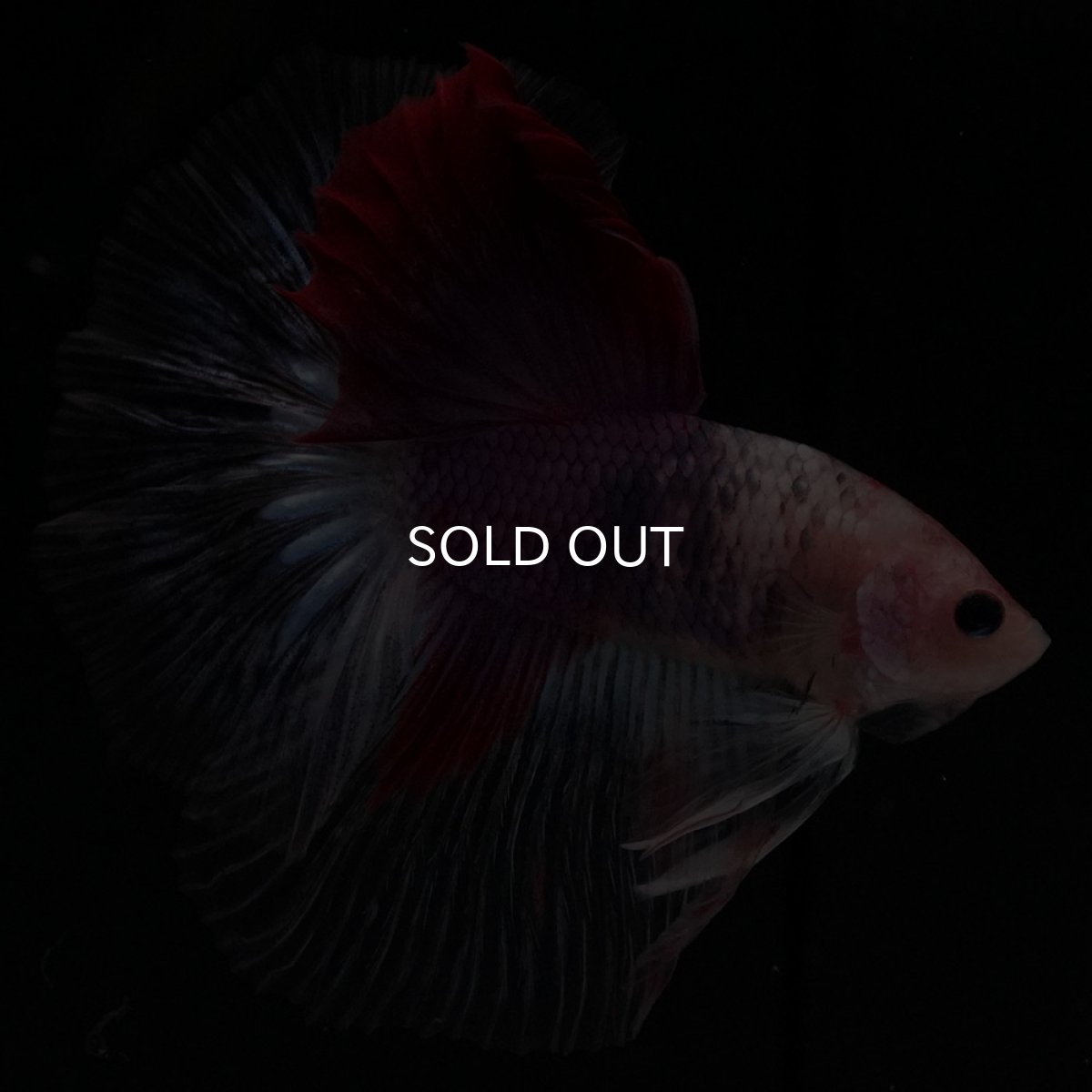 画像6: HM　紅白　変わり柄 (6)