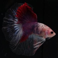 画像6: HM　紅白　変わり柄 (6)