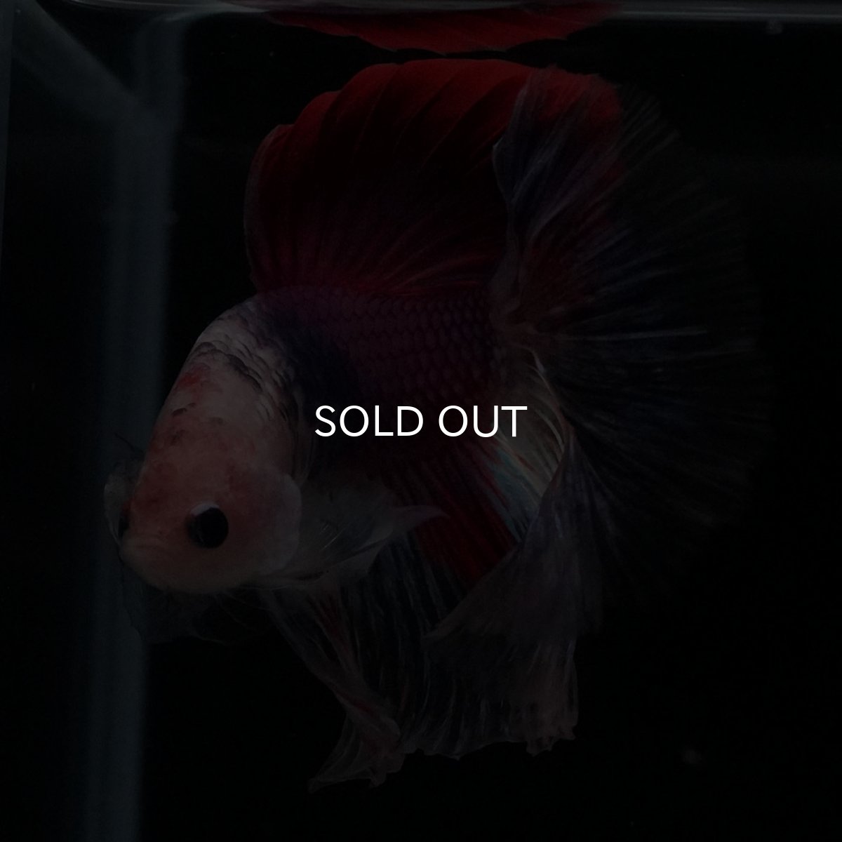 画像5: HM　紅白　変わり柄 (5)