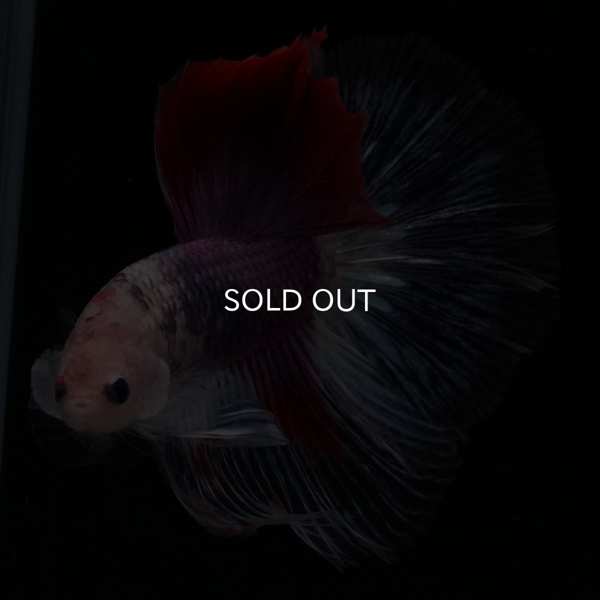 画像3: HM　紅白　変わり柄 (3)