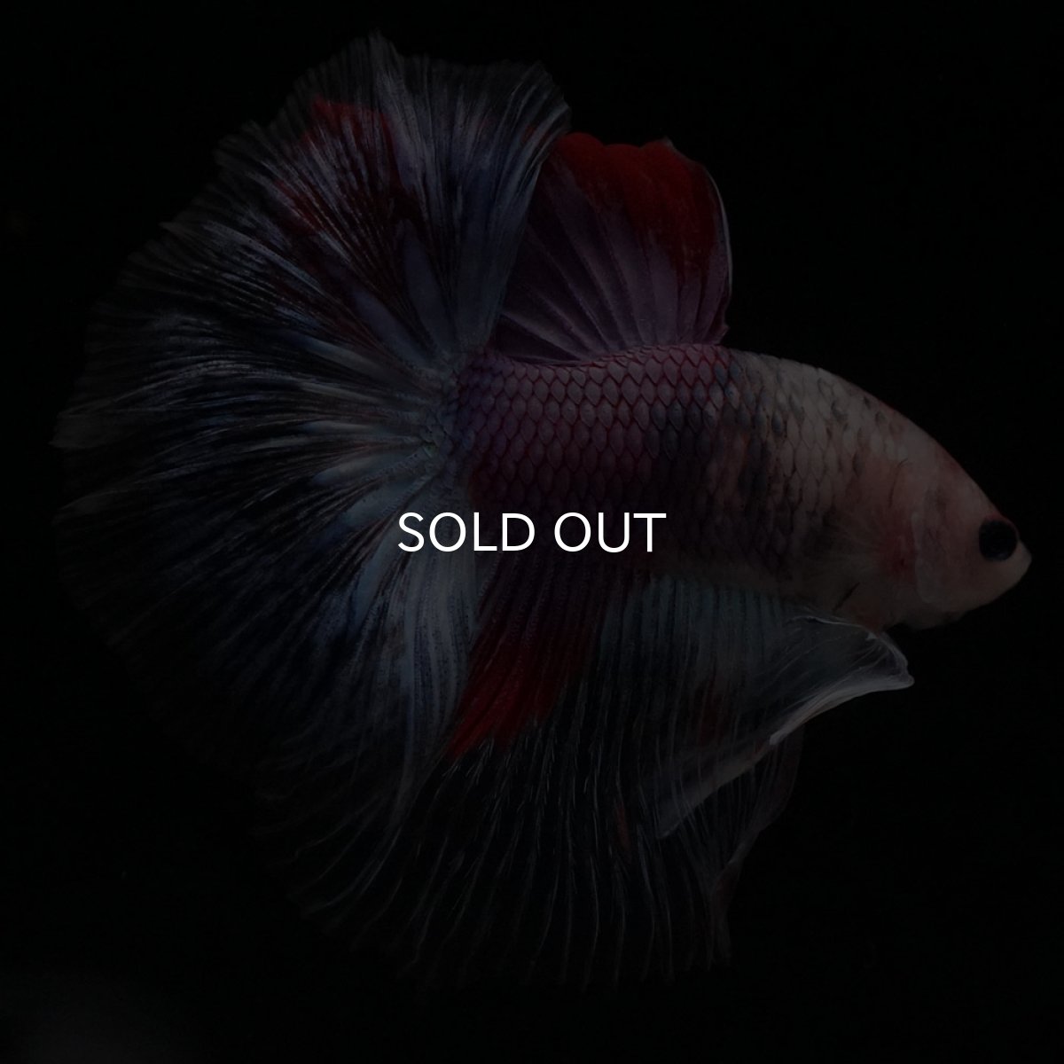 画像2: HM　紅白　変わり柄 (2)