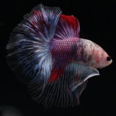 画像2: HM　紅白　変わり柄 (2)