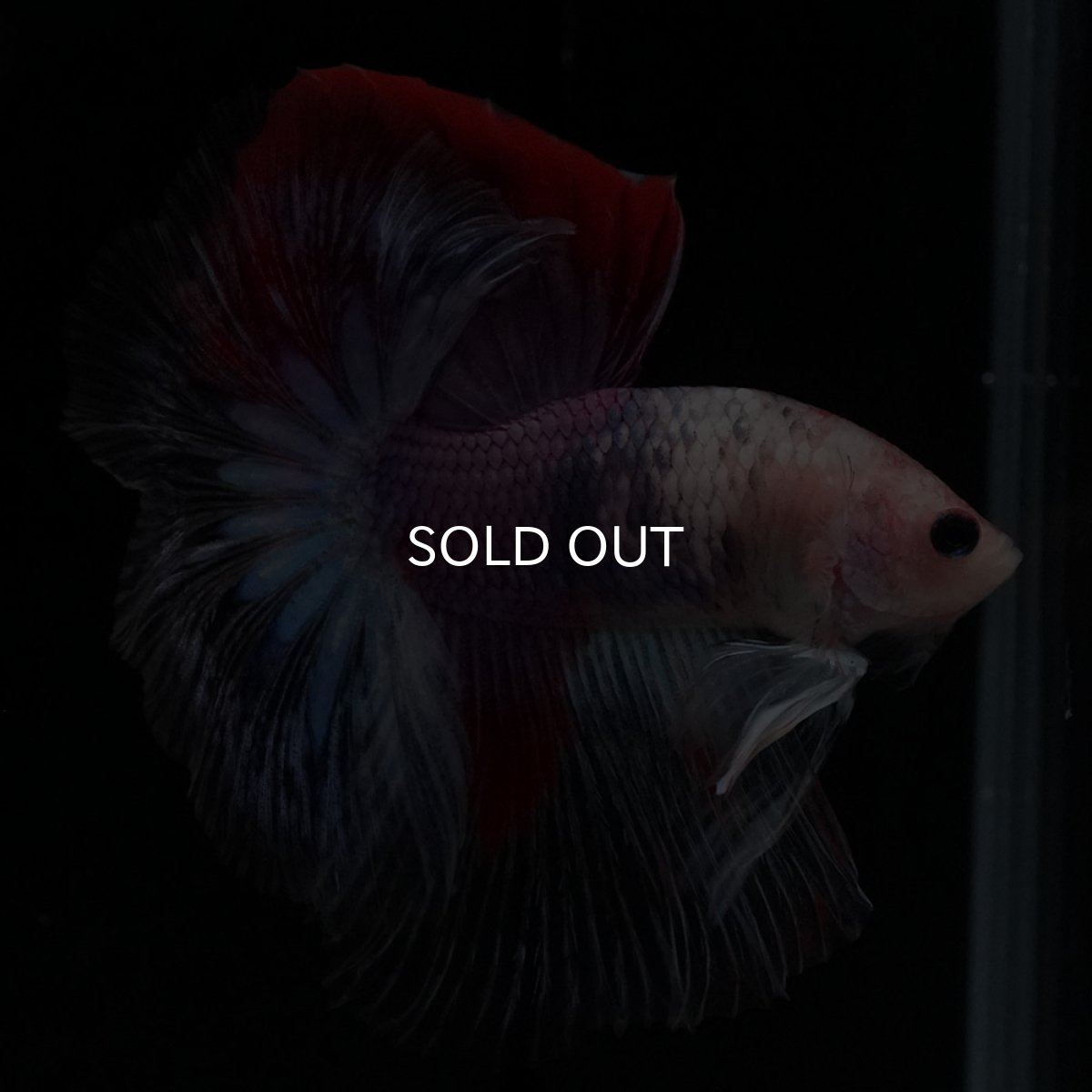 画像4: HM　紅白　変わり柄 (4)