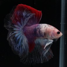 画像4: HM　紅白　変わり柄 (4)