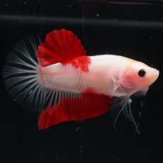 画像4: HMPK　紅白 (4)