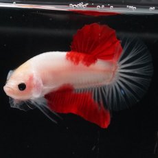 画像5: HMPK　紅白 (5)