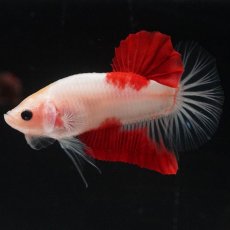 画像3: HMPK　紅白 (3)