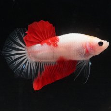 画像2: HMPK　紅白 (2)