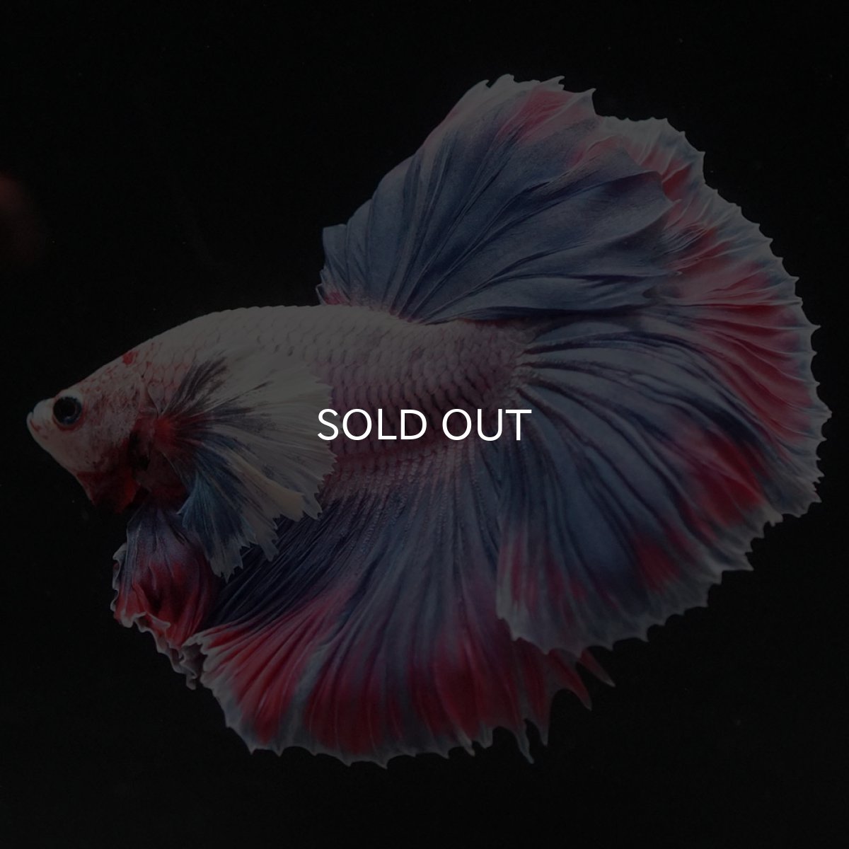 画像8: HMダンボ　ファンシー (8)