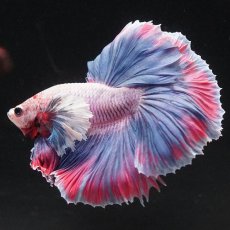 画像8: HMダンボ　ファンシー (8)