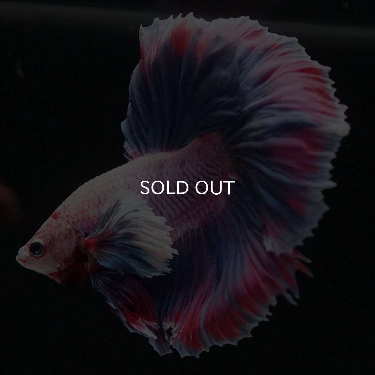 画像6: HMダンボ　ファンシー (6)