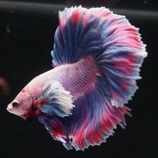 画像6: HMダンボ　ファンシー (6)