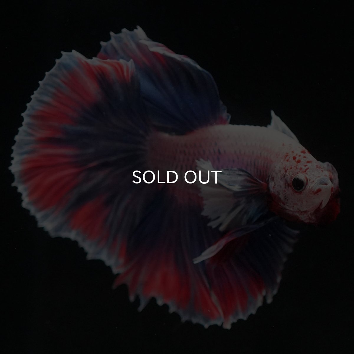 画像7: HMダンボ　ファンシー (7)