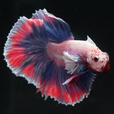 画像7: HMダンボ　ファンシー (7)