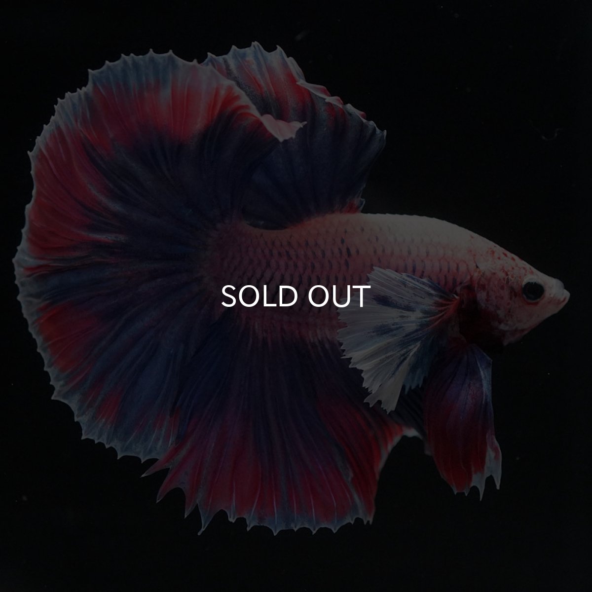 画像3: HMダンボ　ファンシー (3)