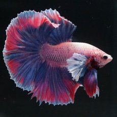 画像3: HMダンボ　ファンシー (3)