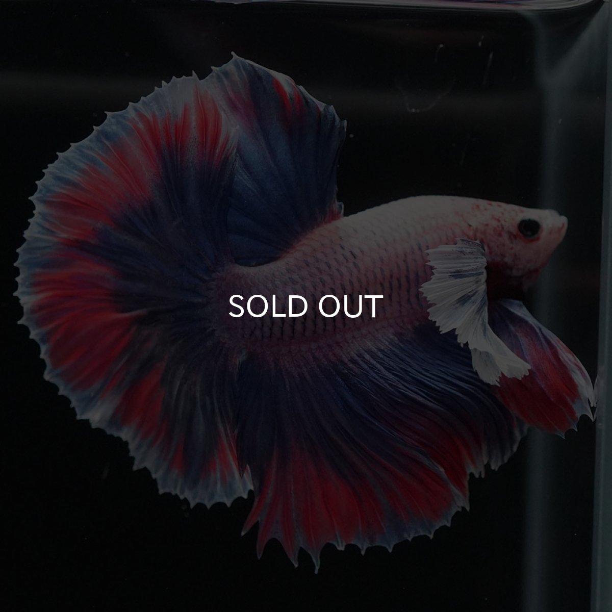 画像5: HMダンボ　ファンシー (5)