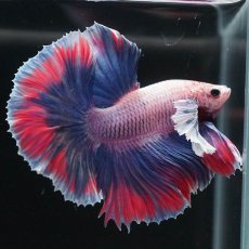 画像5: HMダンボ　ファンシー (5)