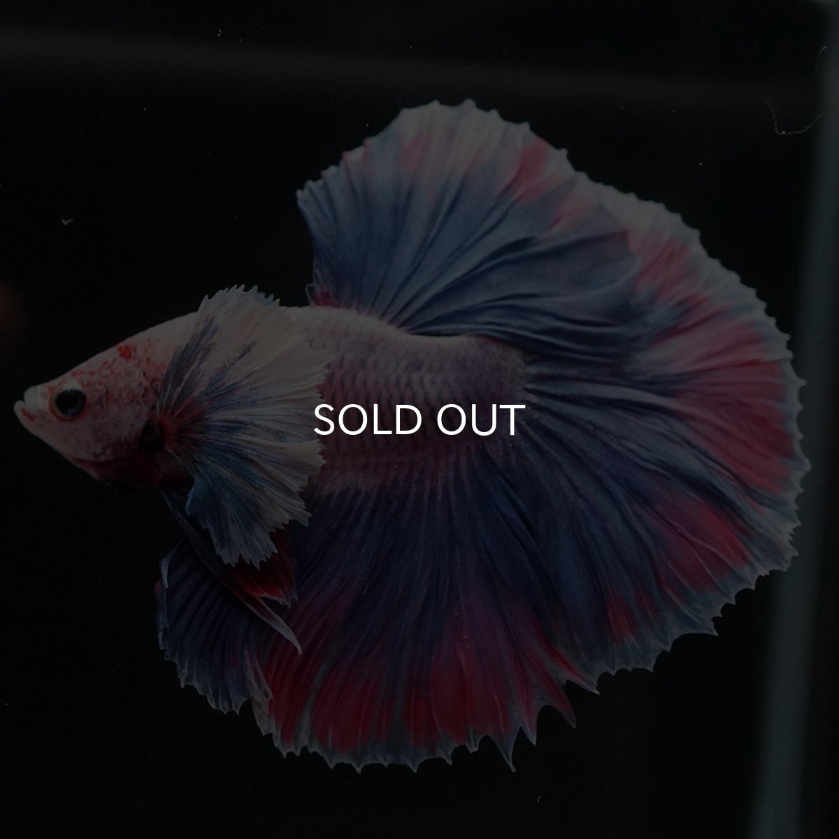 画像4: HMダンボ　ファンシー (4)