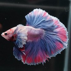 画像4: HMダンボ　ファンシー (4)